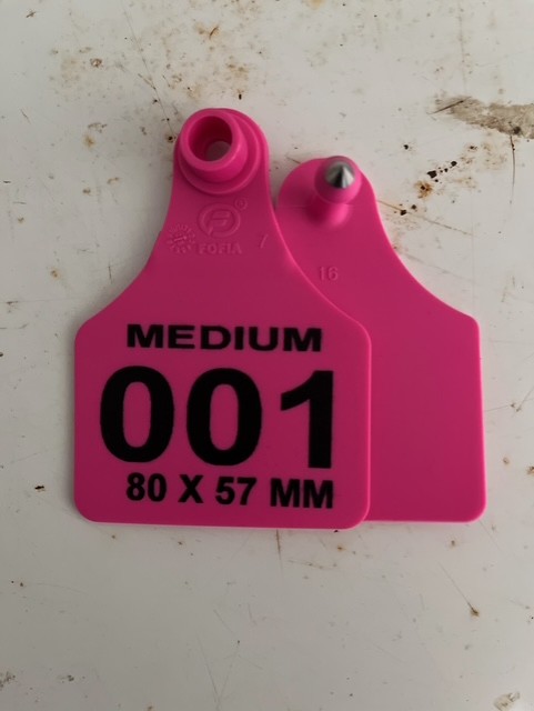 Male Tag Pin Medium Size